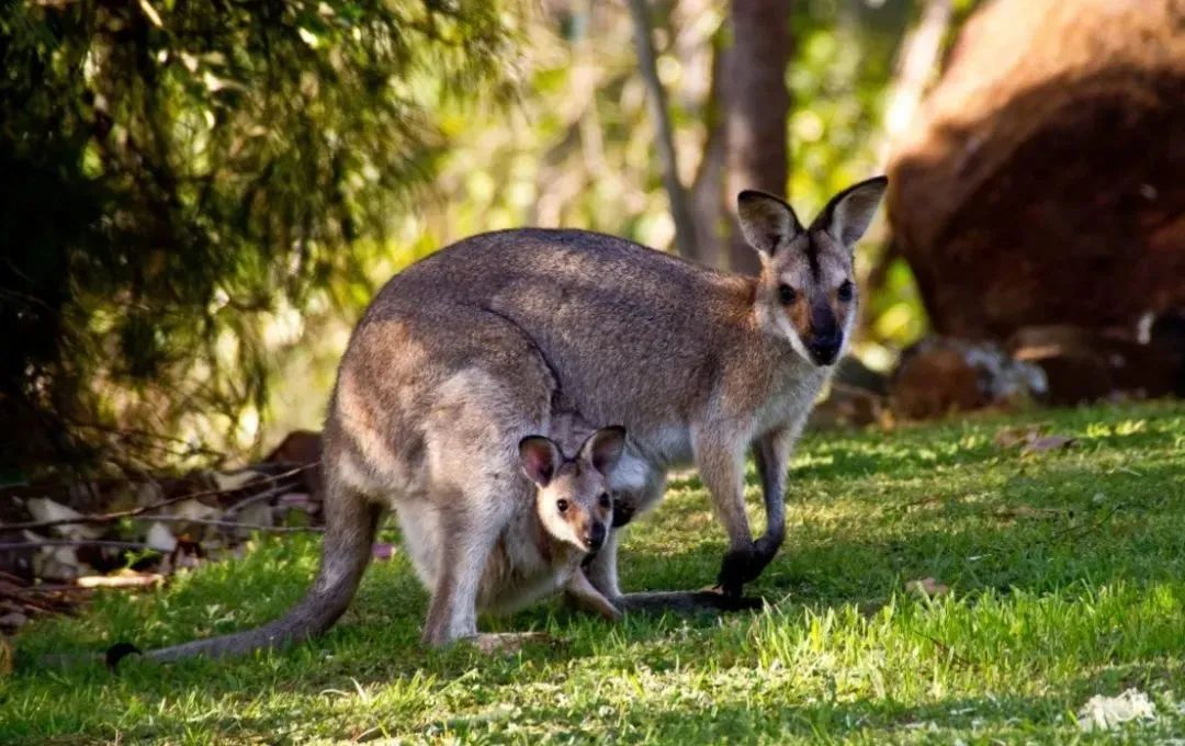 回南天除霉神器,回南天除霉剂