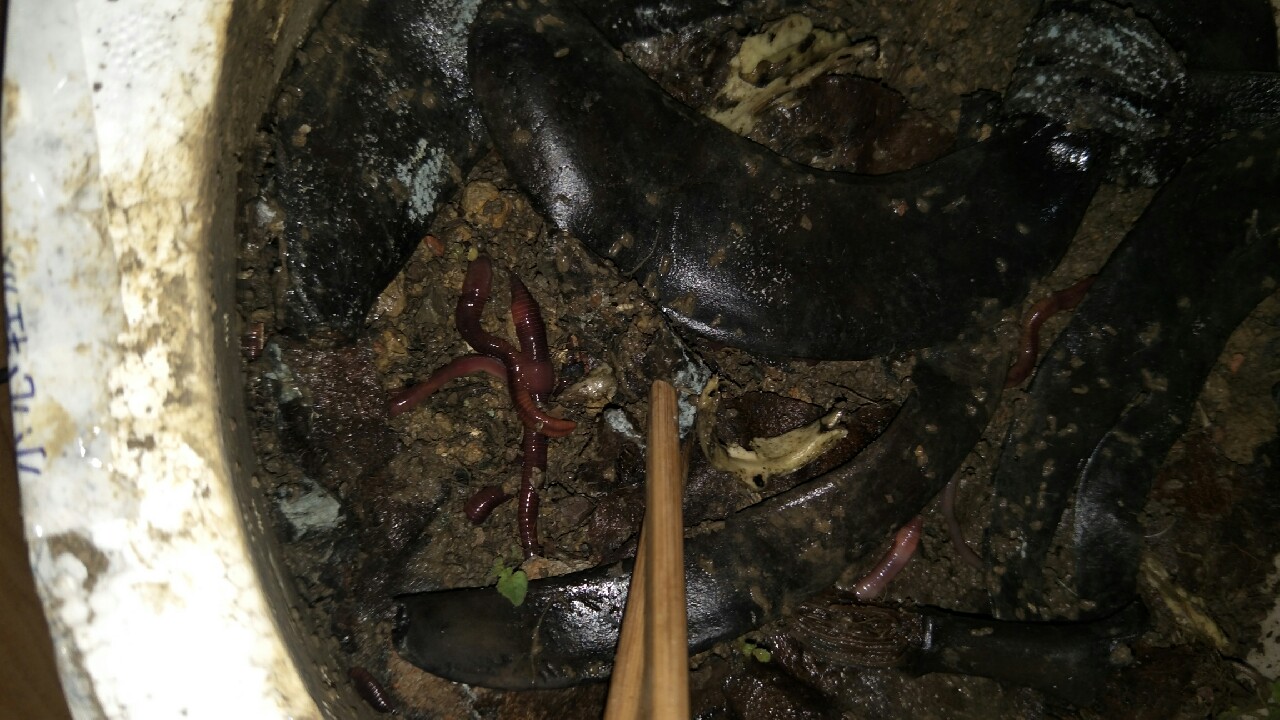 自制养蚯蚓神器,自制鱼饵神器大全