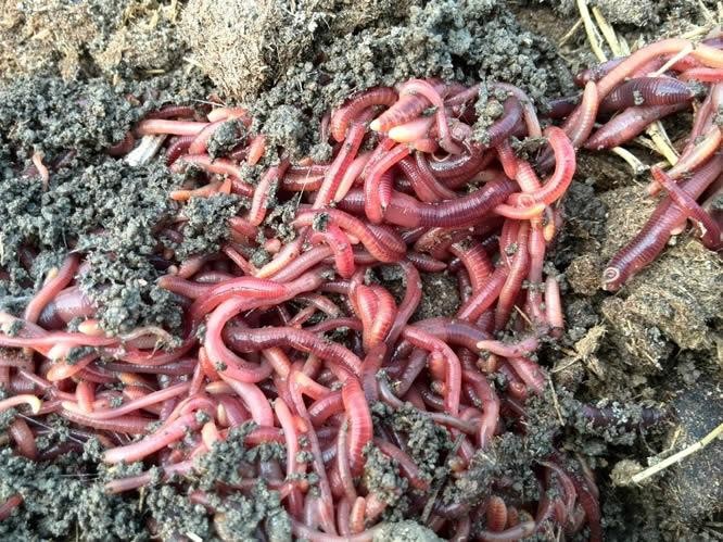 自制蚯蚓专用工具,自制红虫养殖器