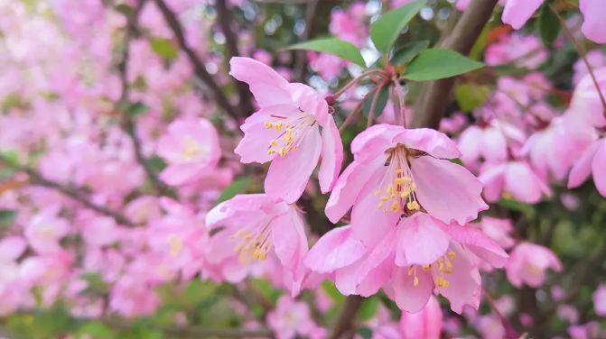 南京赏花地图请收好,江宁赏花好去处