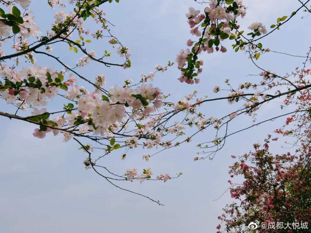 武大樱花雨现场,武大樱花周日还有票吗