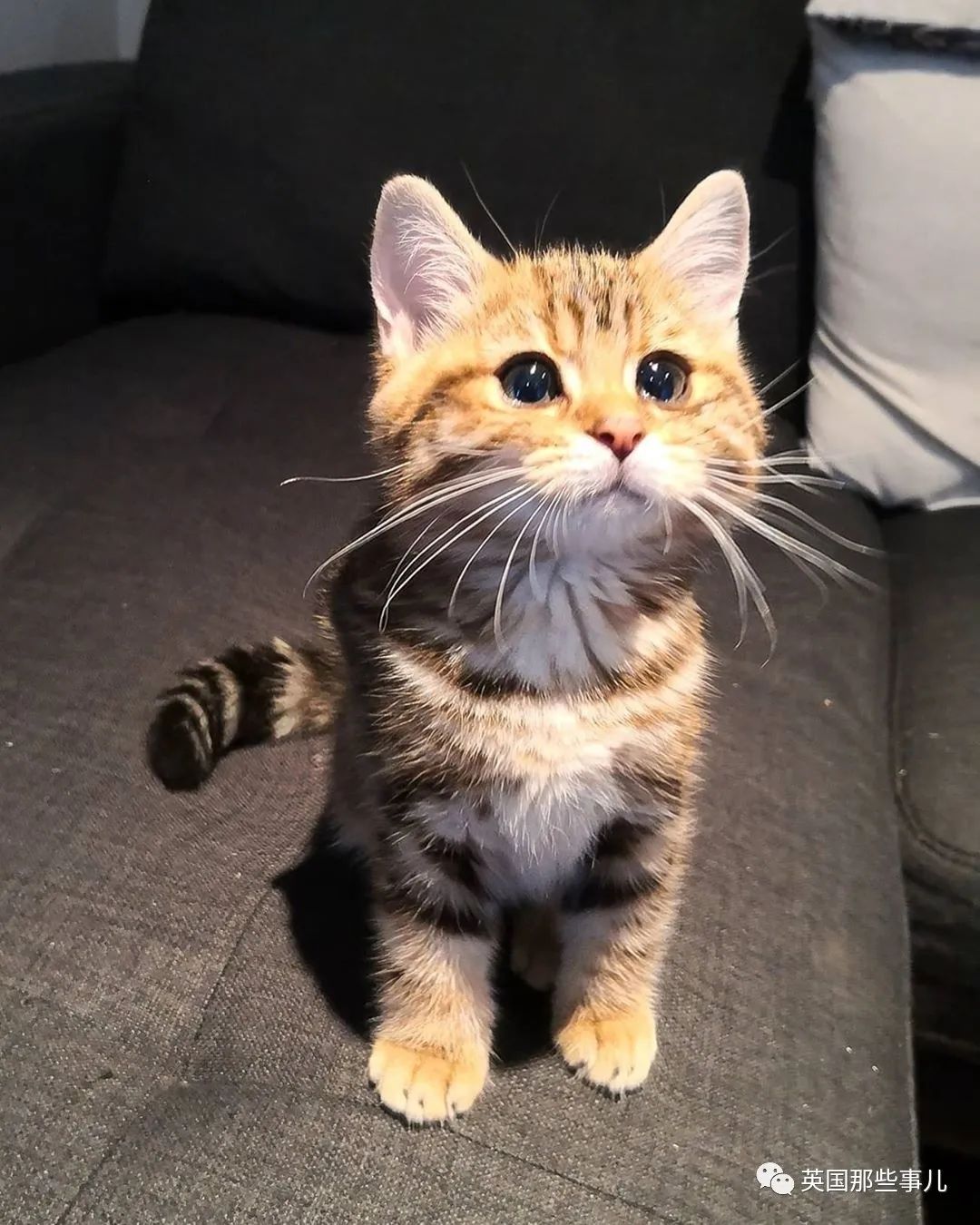 高颜值会笑的橘猫,又可爱又萌萌哒的小橘猫