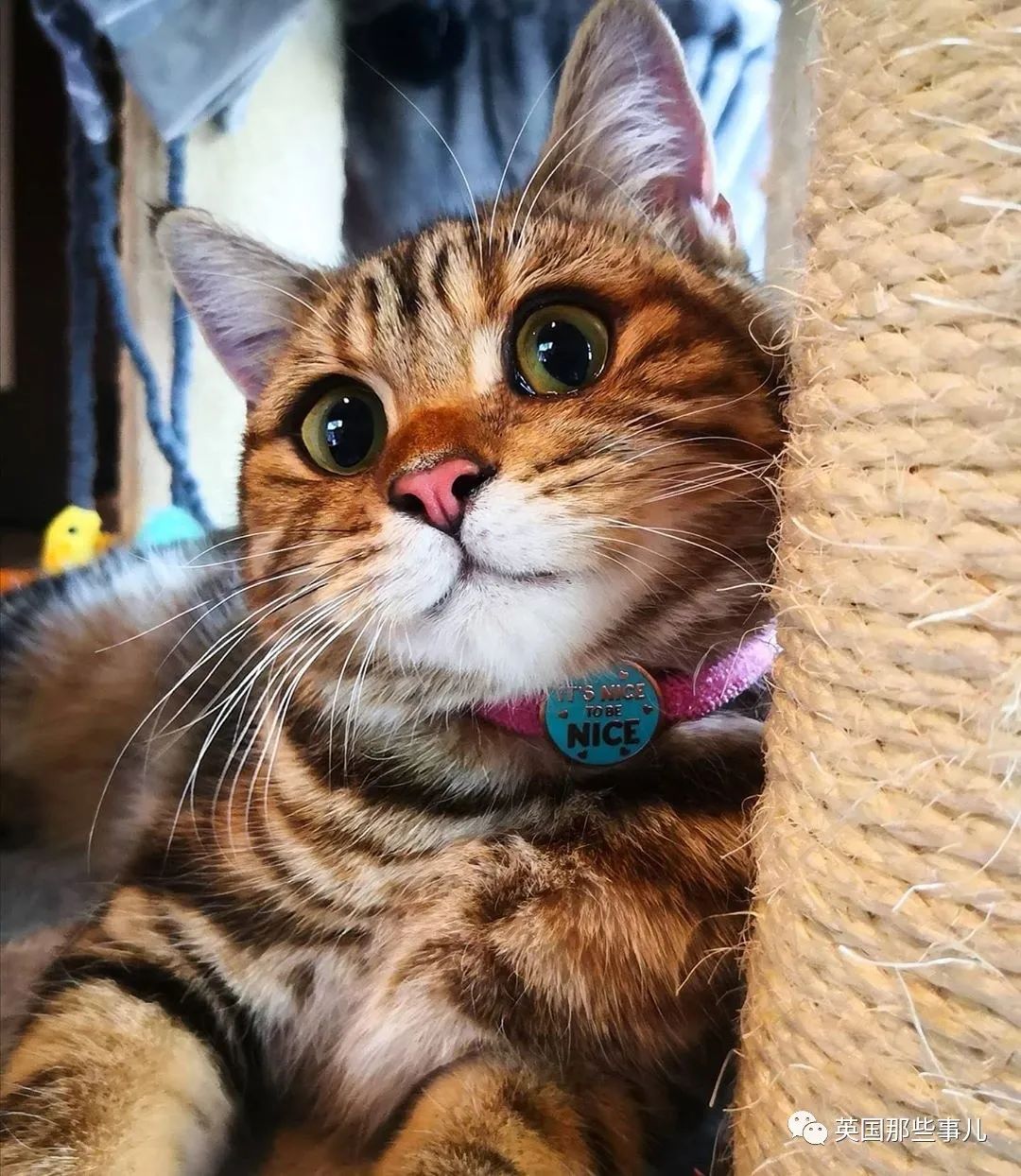 高颜值会笑的橘猫,又可爱又萌萌哒的小橘猫