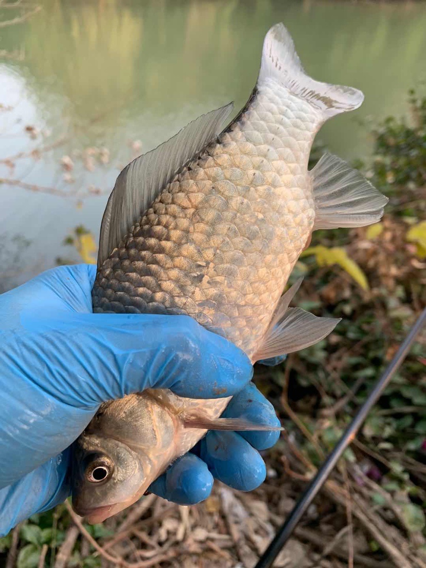 自制丁香酒饵料,自制丁香饵料钓鱼方法