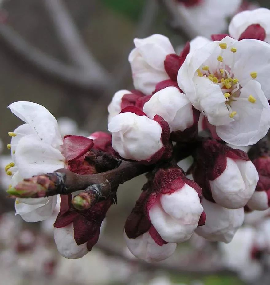 2020春季赏花指南,中国春色,满血复活