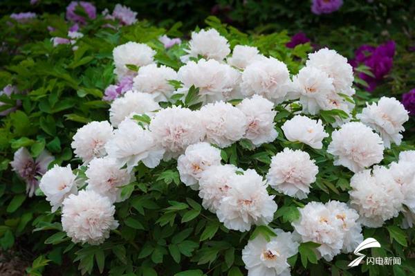 菏泽牡丹的前世今生,牡丹前世今生是谁