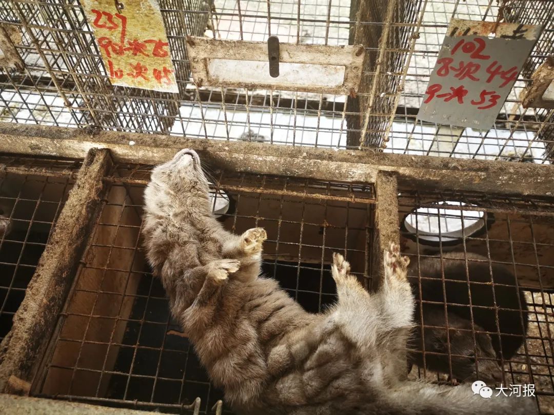 近千只水貂一夜死亡!河南养殖户欲哭无泪!鸭架是“元凶”?