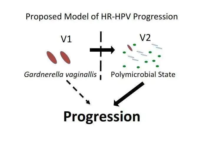 高危hpv感染最终患癌的机会有多大,hpv感染与癌症的研究方法