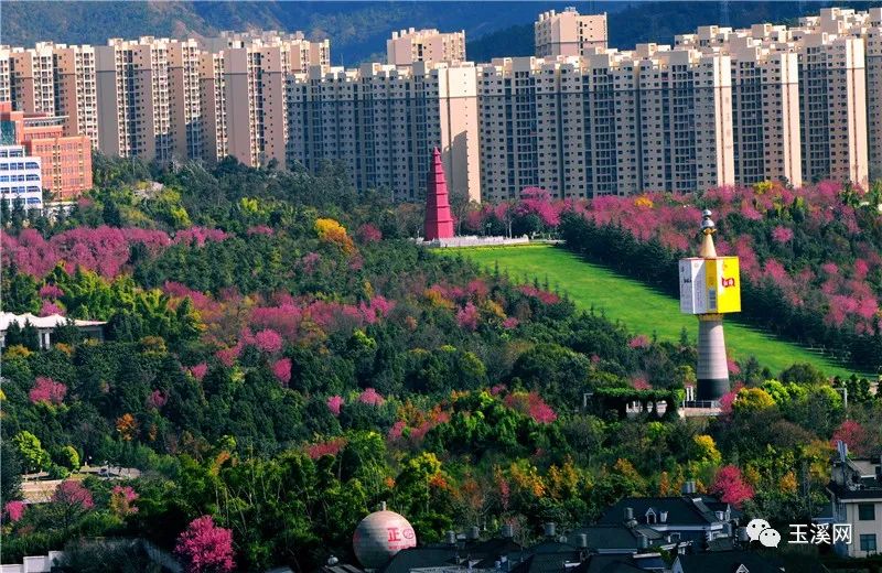 诗情画意文峰路,诗情画意岩茶