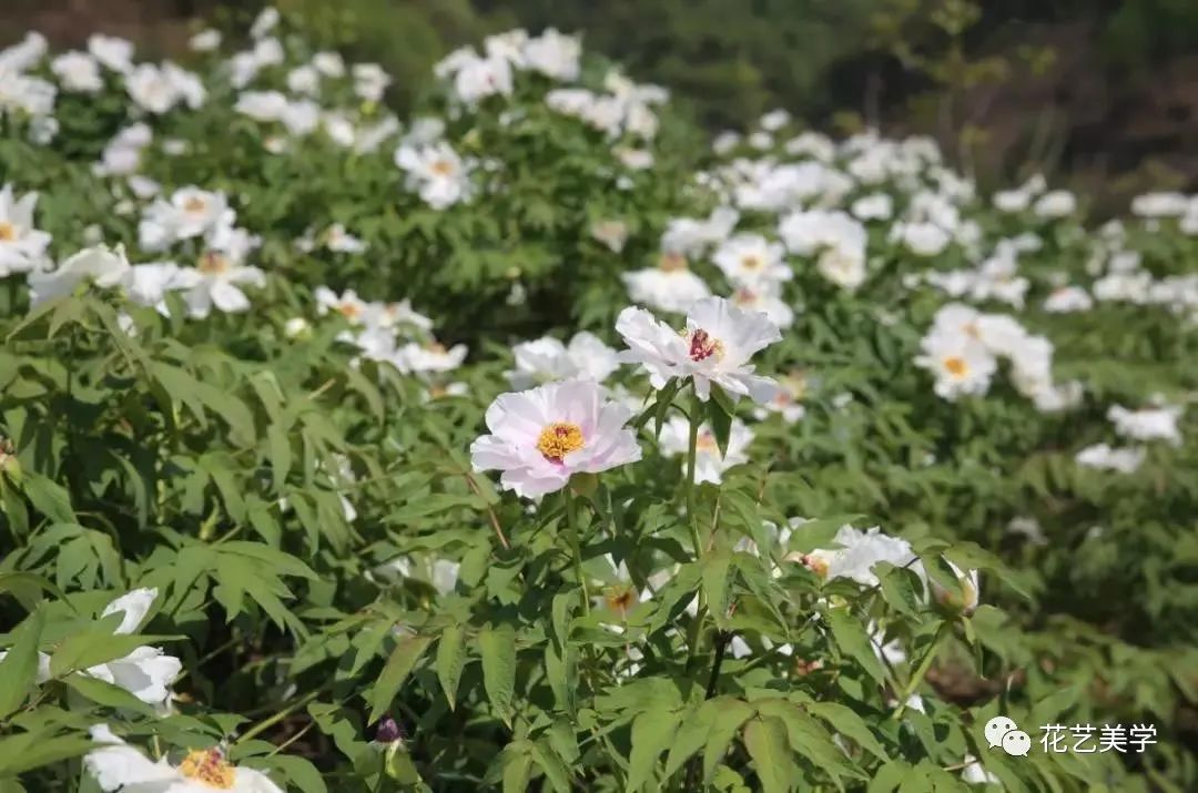 油牡丹有哪些颜色,春季油牡丹图片