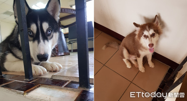 哈士奇超安静,哈士奇太安静了正常吗