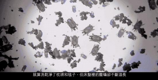 跟祖玛珑一个味道的洗衣液,祖马龙洗衣液是什么味的