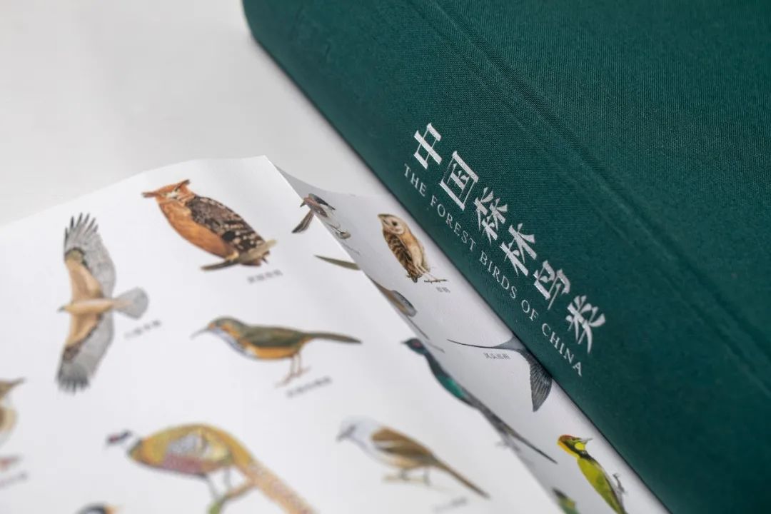 自然之友保护绿孔雀,绿孔雀保护措施