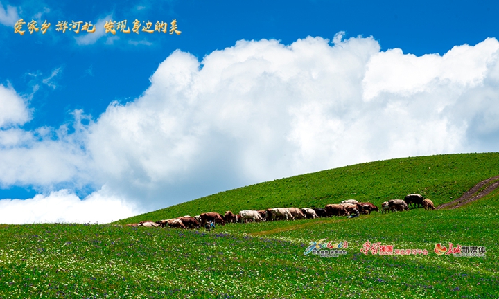 爱家乡河北,河北省著名旅游景点丰宁坝上草原