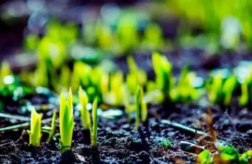 白居易10首经典诗草,白居易的诗草的典故