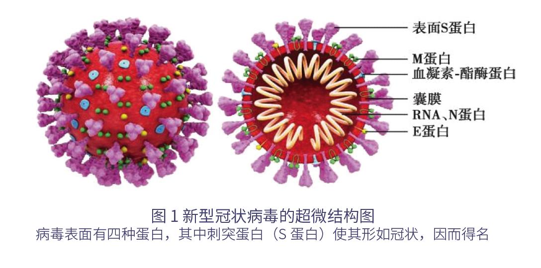 新冠状病毒留学生有话说,美国留学生抗击新型冠状病毒