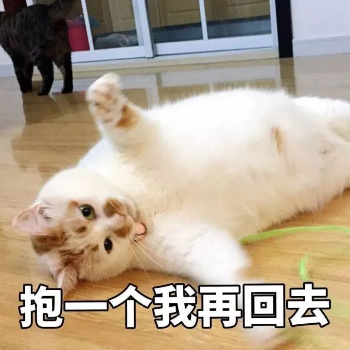 猫是当代年轻人的精神寄托,为什么说猫是最完美的猎手