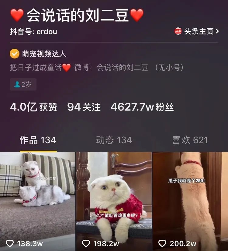 猫是当代年轻人的精神寄托,为什么说猫是最完美的猎手