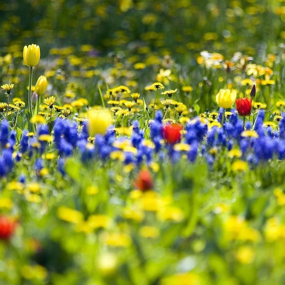 十首最美咏春诗词,咏春诗欣赏