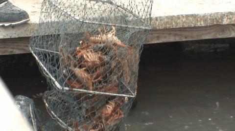 特色产业致富新模式,亿元创业好项目