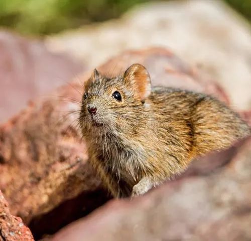 健康防控知识的宣传,健康知识疾病预防科普宣传
