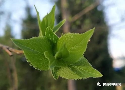 石斛灵芝天麻茶的功效,石斛枸杞灵芝煲汤的功效