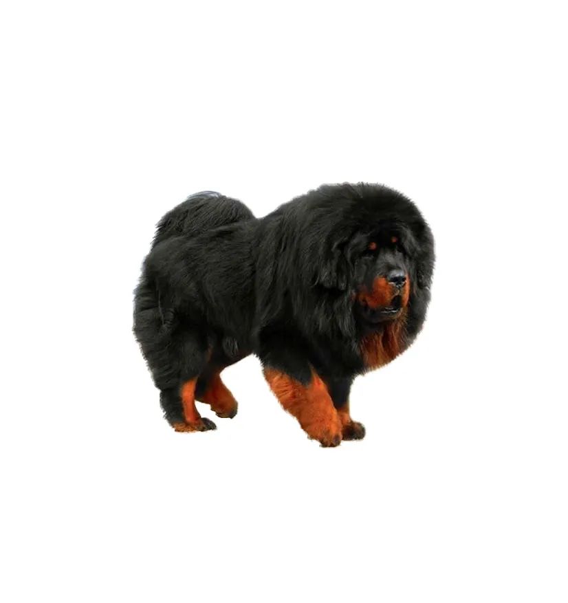 「FM889」定了！这48类烈性犬在滨州城市建成区禁养！5月1日起施行