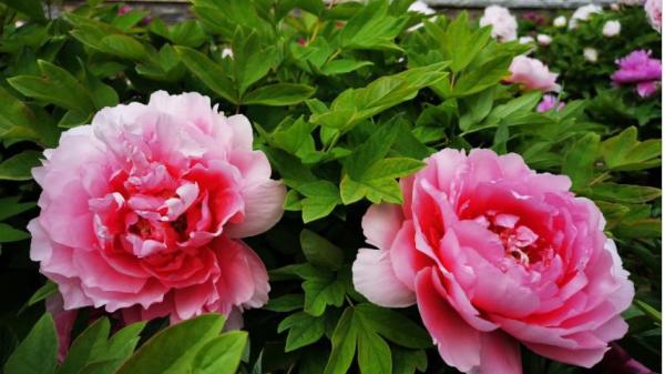 建业桂园公园,建业桂园院望洛阳