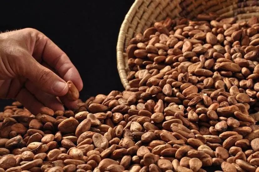 烘焙巧克力的基本知识,烘焙巧克力的基础知识