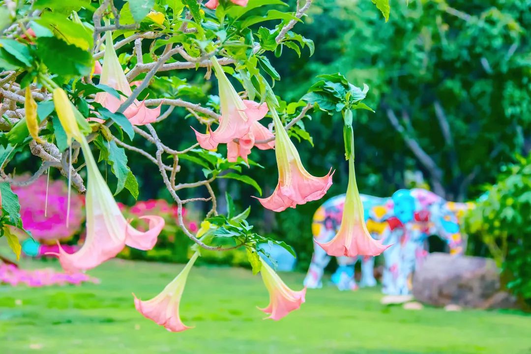 欢乐谷免费福利,欢乐谷年卡畅游卡