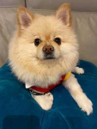 饲主光脚在家走突“噗滋” 涂满一层巧克力酱臭翻