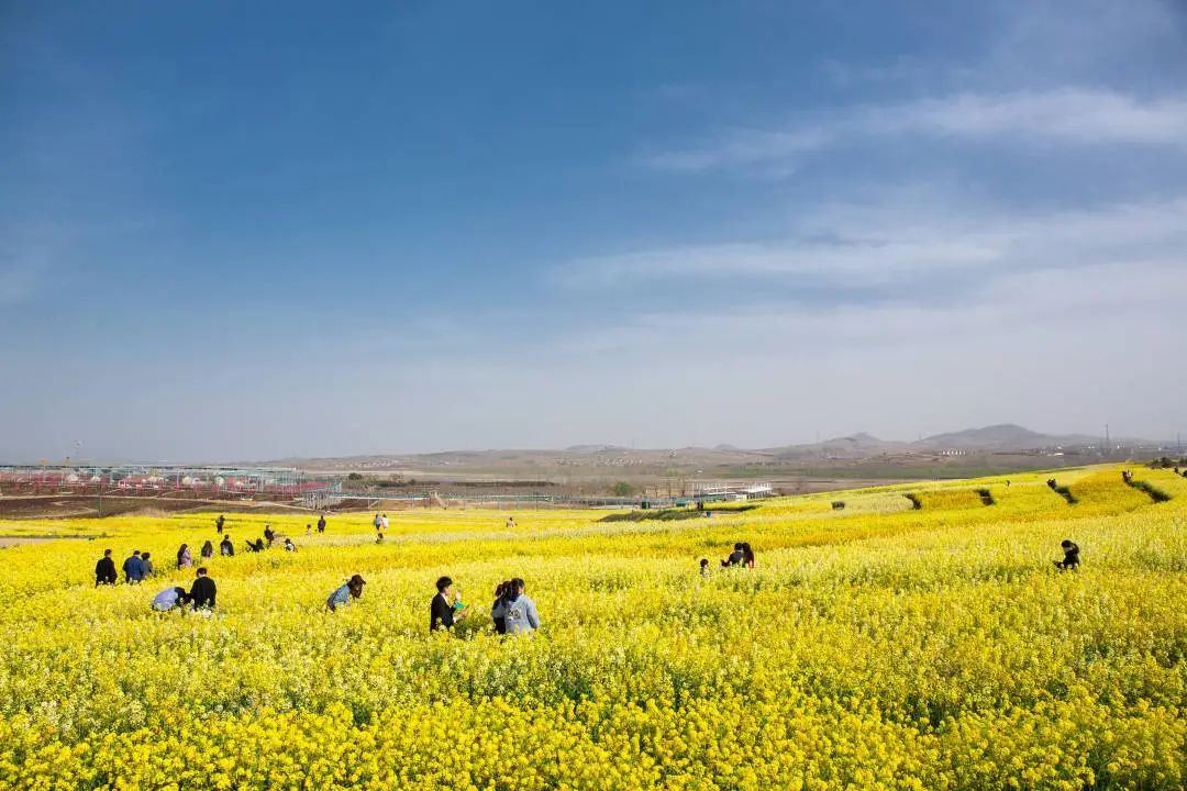 我从花海中归来!花仙子4月15日盛大开园