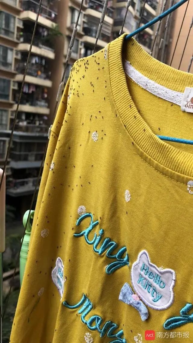 树上为什么那么多小黑虫,树上小黑虫