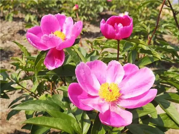 红、白、粉、黄、绿……松江惊现3600平方米芍药迷宫