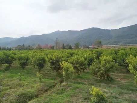 橙子哥创业记,橘子创业记