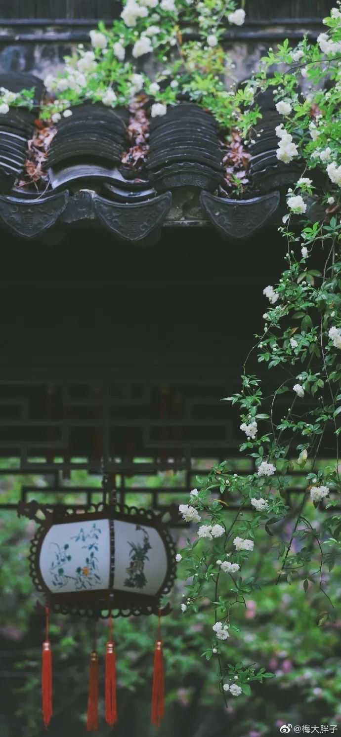 花漾秦淮|最是一年春好处，木香盛放醉秦淮