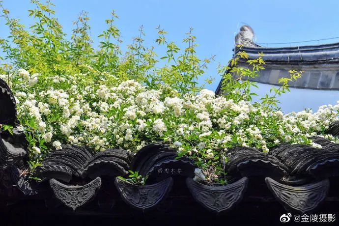 花漾秦淮|最是一年春好处，木香盛放醉秦淮