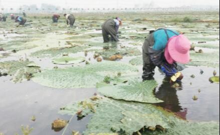 灏忔潙涔﹁,灏忔潙涔﹁灏忚