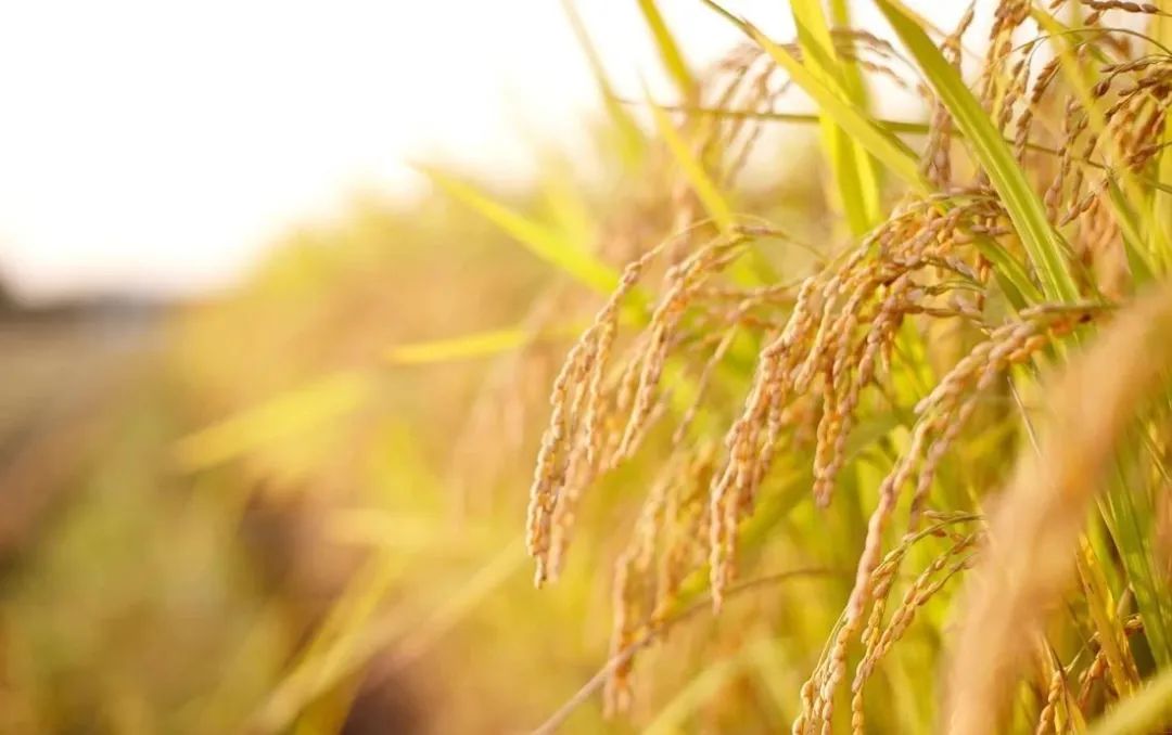 五谷是什么分别指哪些,五谷是什么五谷具体是哪5种