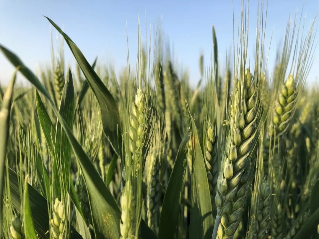 五谷是什么,五谷是什么粮食组成的