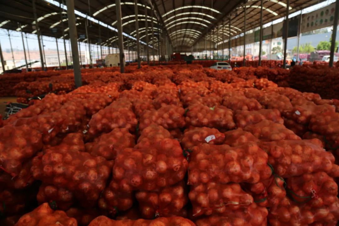 仅售9.9元/5斤!云南10万吨出口级洋葱困在地里,价格贱到农民流泪…央视已报道,恳请相助