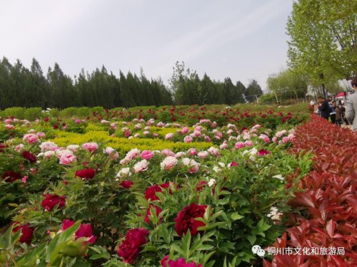 牡丹园雨天,雨天游牡丹园