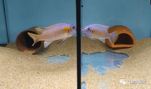 没有过滤的造景缸,没有造景的鱼缸好看吗