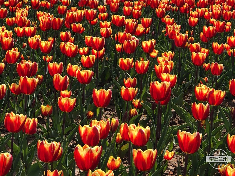 永靖刘家峡如意公园郁金香,永靖郁金香旅游景点图片
