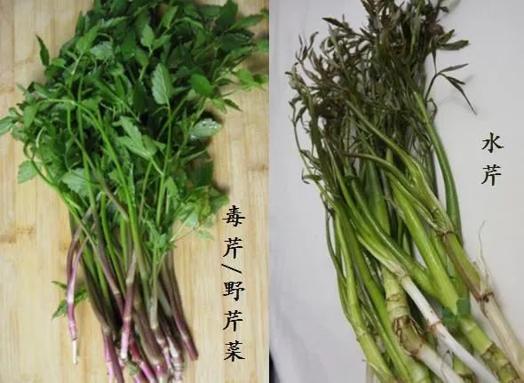 路边常见的野菜野草功效,野草野菜过了春季还能吃吗