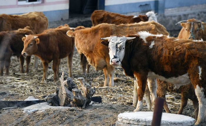 延边黄牛杂交日本和牛,延边州黄牛产业发展
