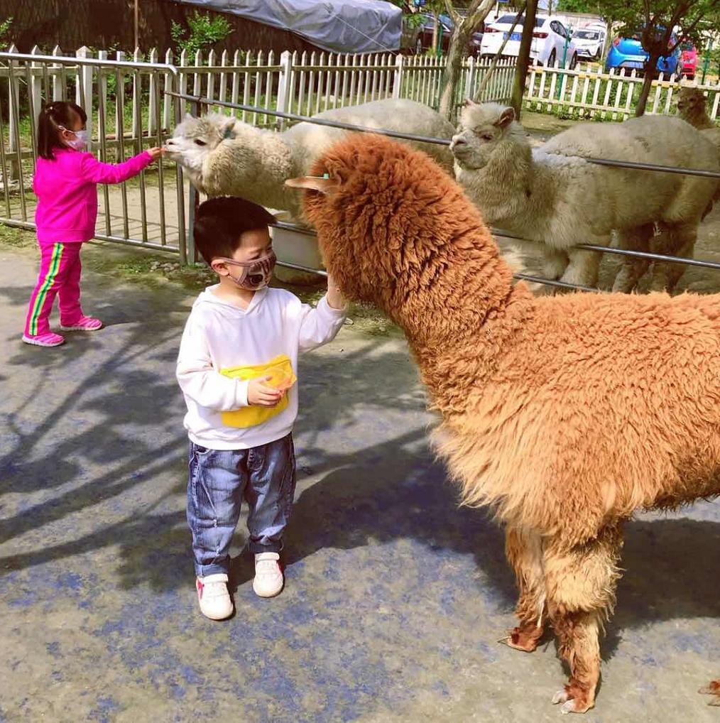 成都一日游打卡必备,成都网红打卡景点一日游