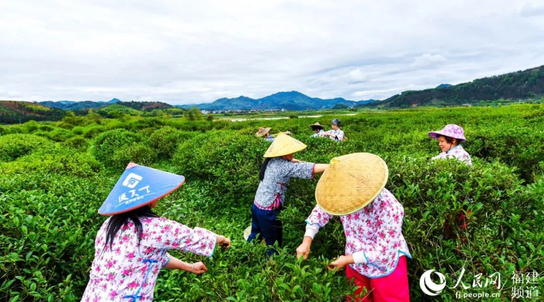快看！满山“绿色金子”