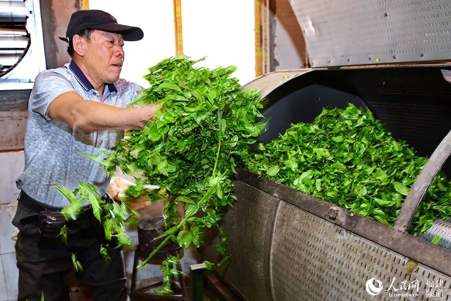 快看！满山“绿色金子”