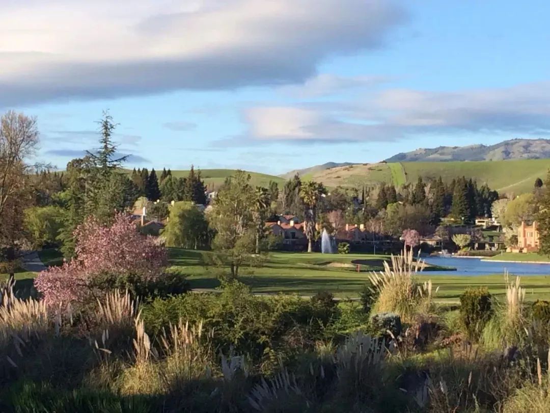 疫情下的美国日记丨陈丽华：加州四月槐花香